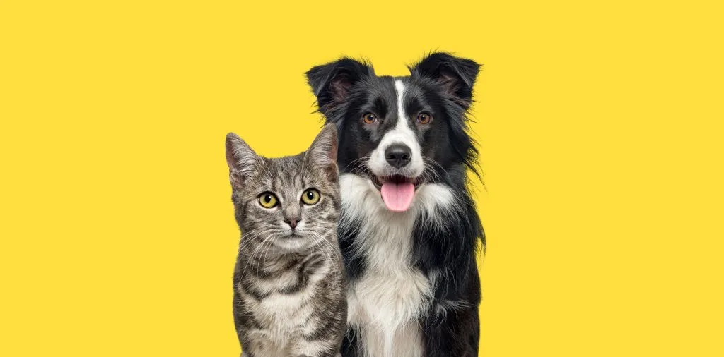Grey striped tabby cat and a border collie dog with happy expression together on yellow background, banner framed looking at the camera