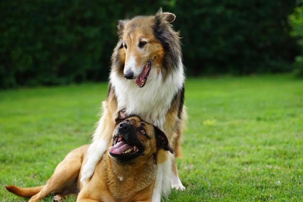 Dogs 6463032 1280