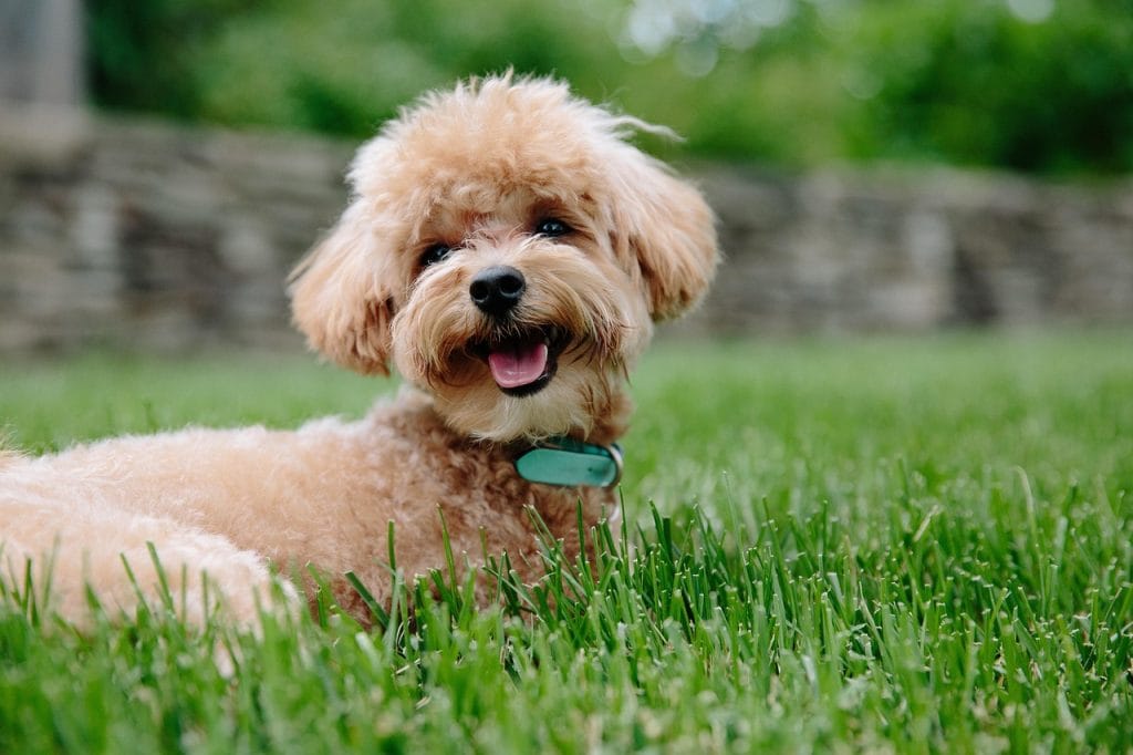 Puppy 3979350 1280